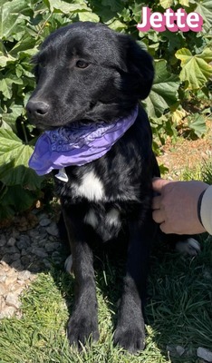 Jette, Mischling Welpen - Hündin