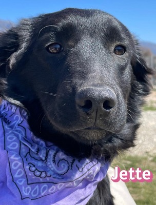 Jette, Mischling Welpen - Hündin
