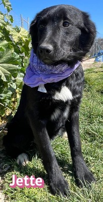 Jette, Mischling Welpen - Hündin