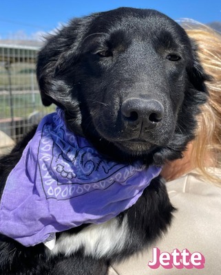 Jette, Mischling Welpen - Hündin