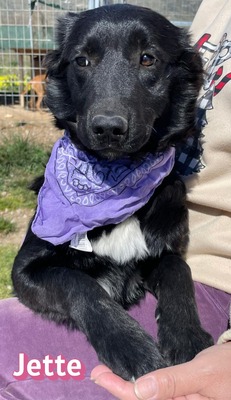 Jette, Mischling Welpen - Hündin