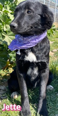 Jette, Mischling Welpen - Hündin