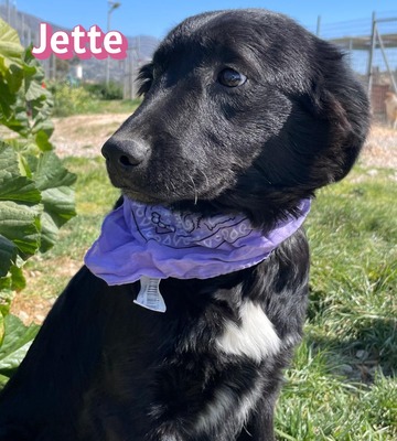 Jette, Mischling Welpen - Hündin
