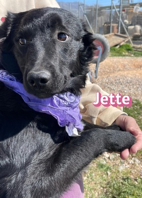 Jette, Mischling Welpen - Hündin