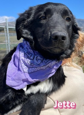 Jette, Mischling Welpen - Hündin