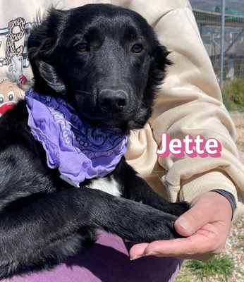 Jette, Mischling Welpen - Hündin