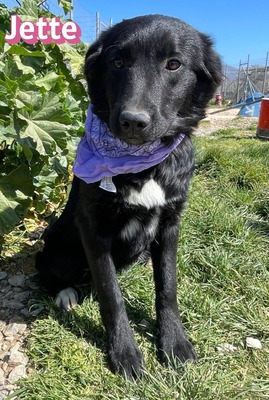 Jette, Mischling Welpen - Hündin