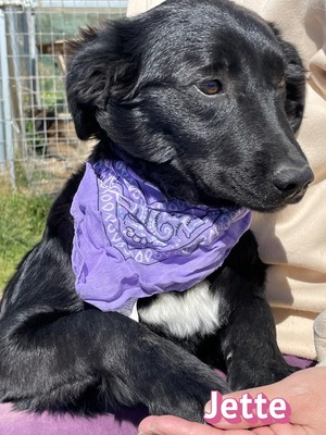 Jette, Mischling Welpen - Hündin
