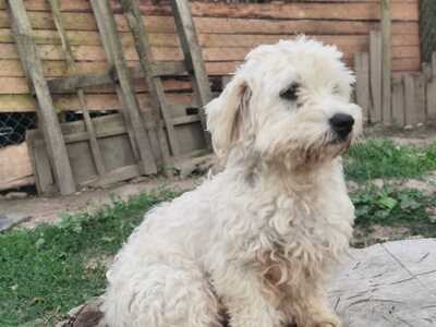 Jetzt ist endlich Bella an der Reihe, Bichon - Mischling - Hündin
