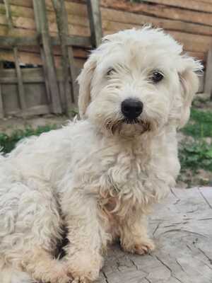 Jetzt ist endlich Bella an der Reihe, Bichon - Mischling - Hündin