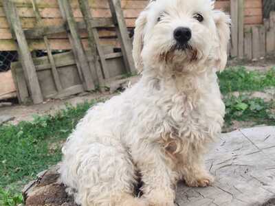 Jetzt ist endlich Bella an der Reihe, Bichon - Mischling - Hündin