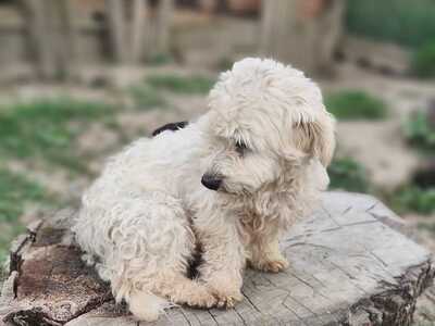 Jetzt ist endlich Bella an der Reihe, Bichon - Mischling - Hündin