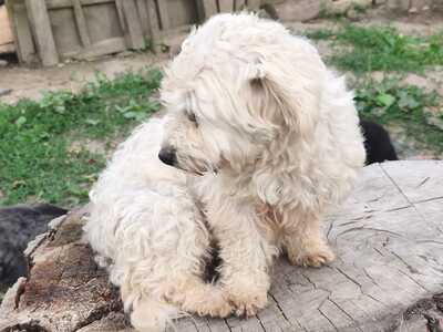 Jetzt ist endlich Bella an der Reihe, Bichon - Mischling - Hündin