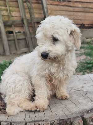 Jetzt ist endlich Bella an der Reihe, Bichon - Mischling - Hündin