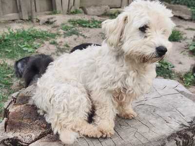 Jetzt ist endlich Bella an der Reihe, Bichon - Mischling - Hündin