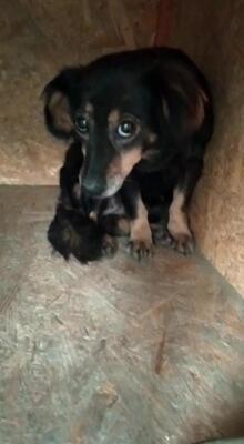 Jila, Mischling - Hündin