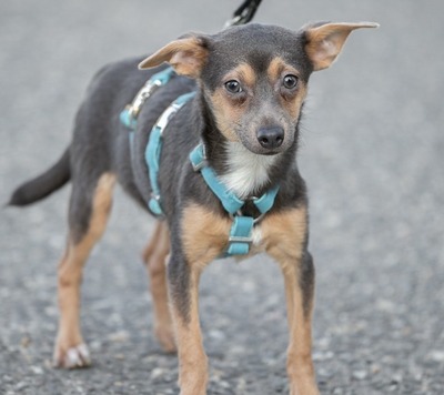 Jim - Anfangs schüchterner Mischling, ca. 6 Monate, Mischling - Rüde