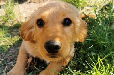 Jim Beam sucht sein für-immer-Zuhause, Goldenretriever-Mischling Welpen - Rüde