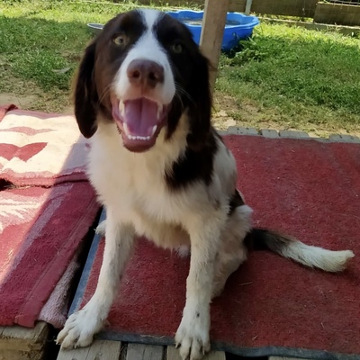 Jim / Reserviert, Setter/Bretone-Mischlin Welpen - Rüde