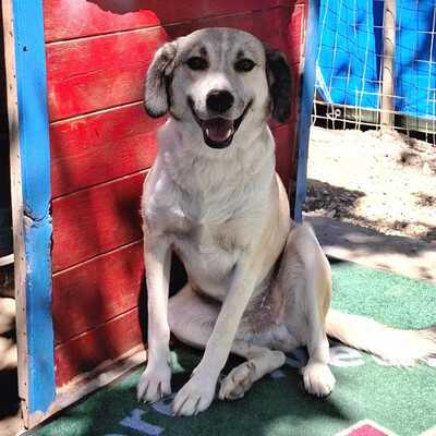 Jim - ein wunderschöner und sanfter Mischling, Schäferhund-Mischling - Rüde