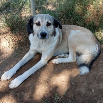 Jim - ein wunderschöner und sanfter Mischling, Schäferhund-Mischling - Rüde