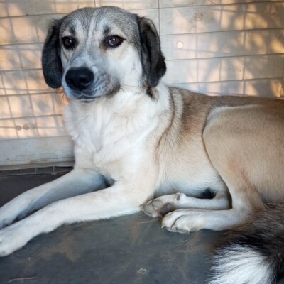 Jim - ein wunderschöner und sanfter Mischling, Schäferhund-Mischling - Rüde