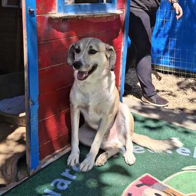 Jim - ein wunderschöner und sanfter Mischling, Schäferhund-Mischling - Rüde