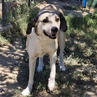 Jim - ein wunderschöner und sanfter Mischling, Schäferhund-Mischling - Rüde