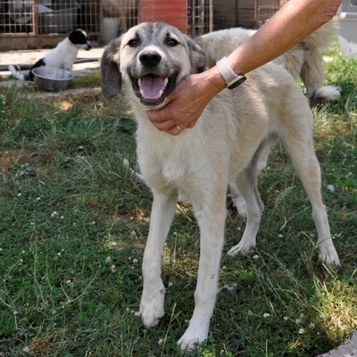 Jim - ein wunderschöner und sanfter Mischling, Schäferhund-Mischling - Rüde