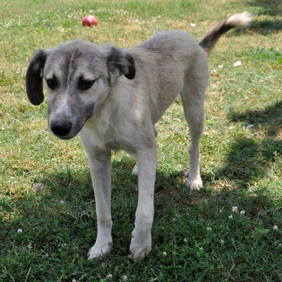 Jim - ist überall dabei ist, wo es Action gibt, Schäferhund-Mischling - Rüde