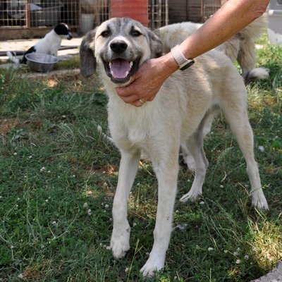 Jim - ist überall dabei ist, wo es Action gibt, Schäferhund-Mischling - Rüde