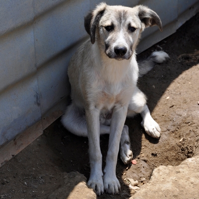 Jim - ist überall dabei ist, wo es Action gibt, Schäferhund-Mischling - Rüde