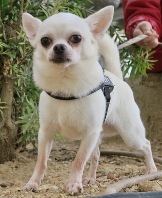 Jimmy, Chihuahua - Mix - Rüde