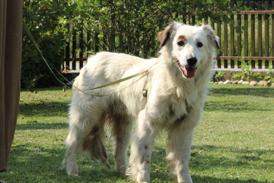 Jimmy, Mischling - Rüde