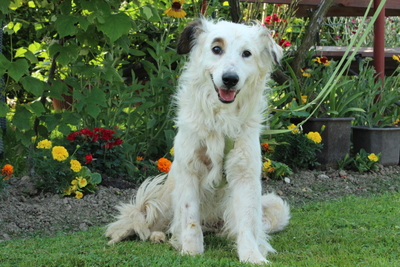 Jimmy, Mischling - Rüde