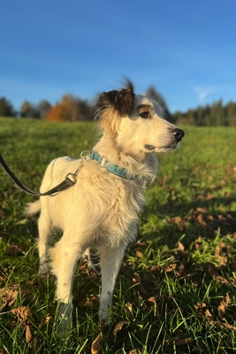 Jimmy, Mischling - Rüde