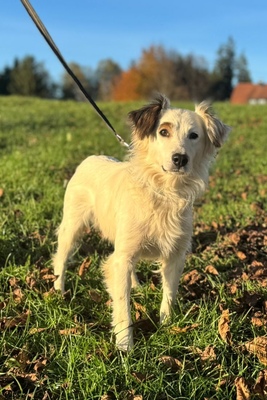 Jimmy, Mischling - Rüde