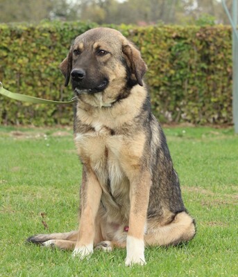 Jimmy, Mischling - Rüde