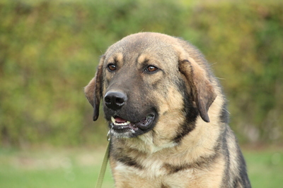 Jimmy, Mischling - Rüde