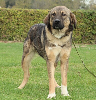 Jimmy, Mischling - Rüde