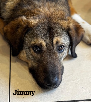 Jimmy, Mischling - Rüde