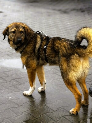 Jimmy, Mischling - Rüde