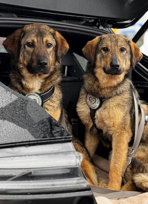 Jimmy, Mischling - Rüde