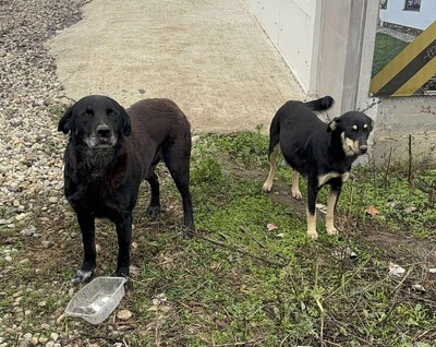 Jimmy, Mischling - Rüde