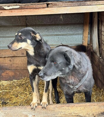Jimmy, Mischling - Rüde