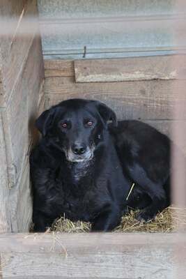 Jimmy, Mischling - Rüde