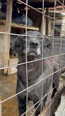 Jimmy, Mischling - Rüde