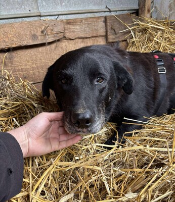 Jimmy, Mischling - Rüde