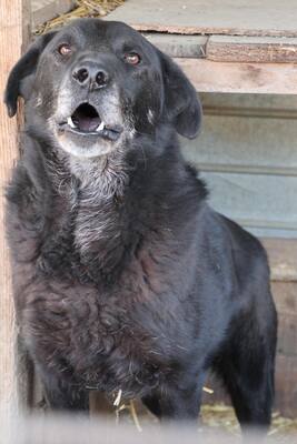 Jimmy, Mischling - Rüde