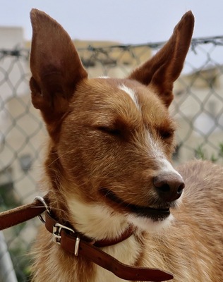 Jimmy, Podenco Andaluz - Rüde